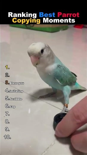 Ranking Best Parrot Copying Moments EVER! 😱😂