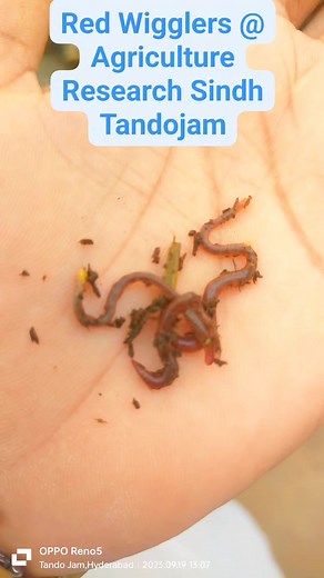 #redwiggler #earth #vegetables #soilfertility | 𝓐𝓰𝓻𝓲𝓬𝓾𝓵𝓽𝓾𝓻𝓲𝓼𝓽 𝓗𝓪𝓼𝓼𝓪𝓷 𝓡𝓪𝓼𝓱𝓭𝓲 𝓣𝓮𝓪𝓶