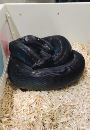 Keep cooking them babies girl 🖤 Black Devil #snakecountry #blackdevil #blackdevilboa #imgboa #imgrdrbeaboa