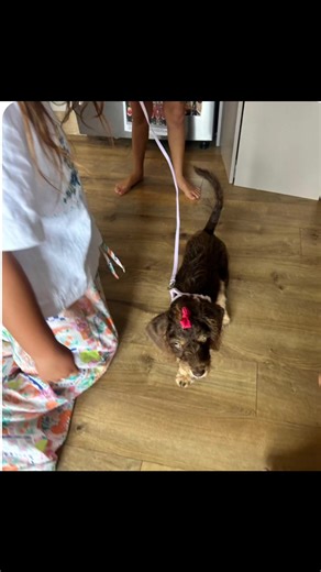 Little Ruby, now named Maggie is thriving with her wonderful family ❤️ Love It! | Liberty Labradoodles & Spoodles