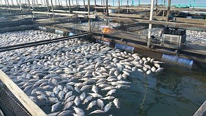 Fish Farming: Advantages of Using Cow Dung & Urine as Fertilizer in Fish Farm