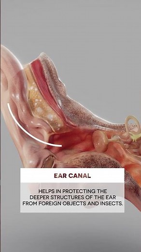 Ear Wax #ear #biology #medical #anatomy