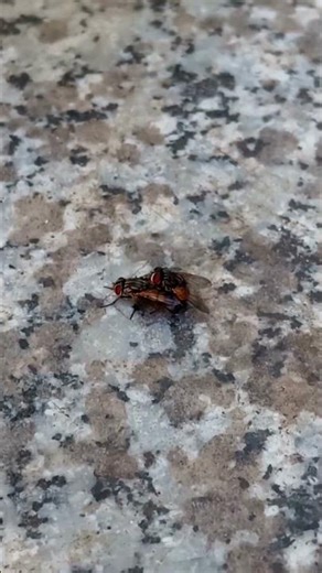 170.Fly make next generation | Daily Life of Insects Up Close