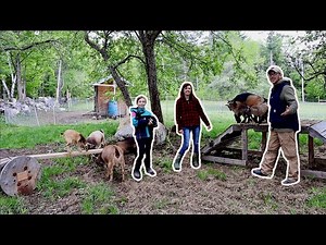 Miniature Baby Goats MEET Our HERD for the First Time (Not what I was Expecting)