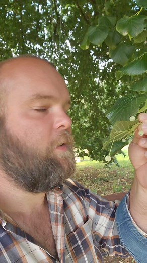 842K views · 10K reactions | Récolter les fruits du tilleul pour en faire des capres de tilleul en pickles ! #potager #Jardinage #potagerbio #astuce #recette #ferme | Terence Groos - Le Domaine des Simples | Facebook