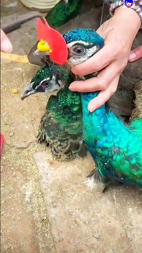 🦚🦚Majestic Pavo real❤️❤️ #peacock #peafowl #pavoreal