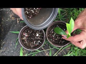 Planting Rooted Gardenia Cuttings