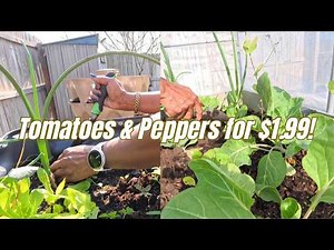 Daily Garden Vlog 🌱 $1.99 Plants in Houston | Tomatoes, Peppers & Spring Planting| Spring eps 10
