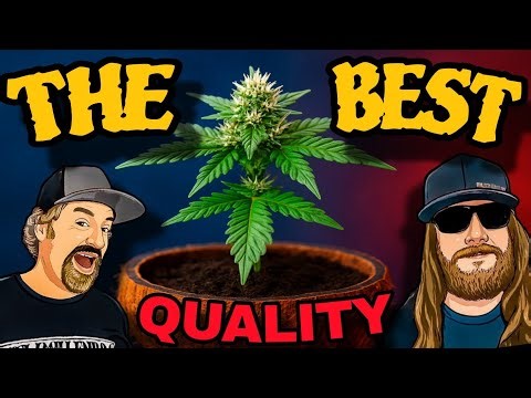 The Secret to Cannabis Flavor & Yeild Lies in Your Medium