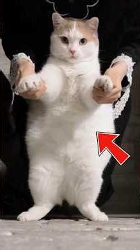 Top 5 Animals That Love to Cuddle 🥰 | Cutest Snuggle Moments Ever