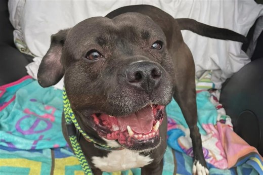 Dog who has spent 7 years at an Ohio shelter is finally adopted