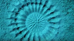 L’étonnante parade d’amour du poisson-globe