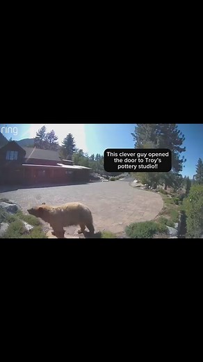 Troy Drake on Instagram: "If you’ve been watching our stories, you know we’ve had a lot of bear activity lately. So when we leave the pottery studio we always lock the door. Well the other day, I forgot. While we were in the house having lunch, this little guy decided to check out our pottery studio 👀 He was in there for an hour and 15 minutes! And honestly? We’re still shocked at how little damage he did. Troy’s favorite snacks are Reese’s peanut butter cups and fish crackers. Guess who found 