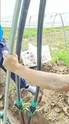 See how LDPE main line powers full-coverage hanging micro-sprinklers in the greenhouse!