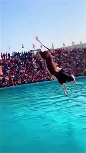Animal Olympics in India — Cow Takes a Brave Dive Into the Pool 🐄💦😱