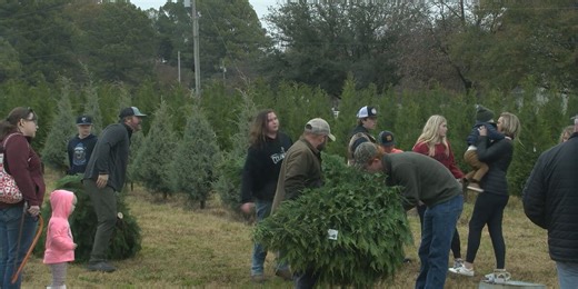 Christmas tree farm gets ready for the season