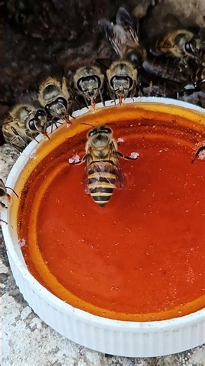 "Honey Bees Harvesting Sweet Nectar in Stunning Close-Up"