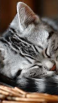 Cozy Gray Tabby Cat Nestled in a Basket
