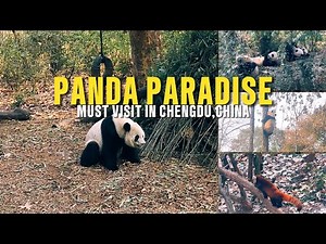 Visiting the Adorable Pandas of Chengdu 🐼 | Giant Panda Base Adventure!