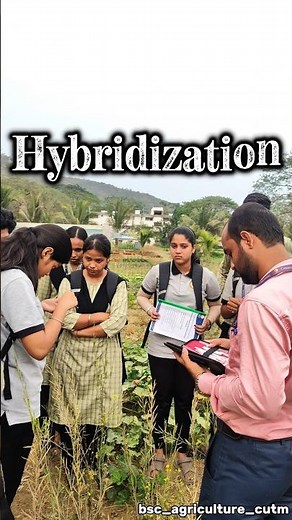 Hybridization in maize plant 🌽🌾 #hybridization #maize #plants #agriculture ‪@BScAgriculture9‬
