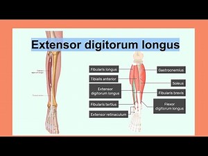 extensor digitorum longus