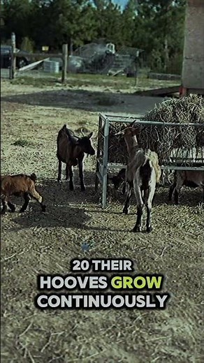 46 Surprising Goat Facts You Need to Know #GoatFacts #AnimalTrivia