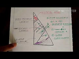 Posterior Triangle | Part 1 | Occipital Triangle | The Charsi of Medical Literature