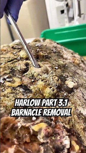 Harlow’s Barnacles Come Off | Part 3.1 🐢