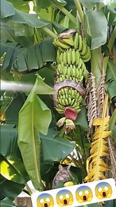 Banana #reels #viral #animals #satisfying #wildlife #banana #viral