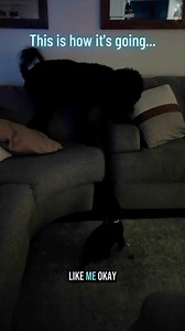 57K views · 621 reactions | The new puppy has completely scared my five-year-old dog! He won’t get off the couch! Lol #puppy #puppytiktok #puppylife #goldendoodle #blacklab | Hope with Holly | Facebook