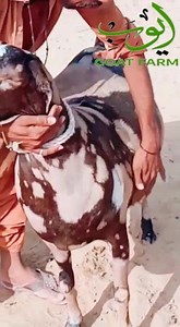 2.2K views · 286 reactions | ❤ SHUKAR US ZAAT KA JISNE TUJHE YEH HUSAN DIYA ❤ INDEED QURBANI IS THE BEST DEED INFRONT OF ALLAH GATES WILL BE OPEN 7 DAYS A WEEK TIMINGS:12pm-8pm #AYUB_GOAT_FARM | Karachi Cow Mandi Services | Facebook