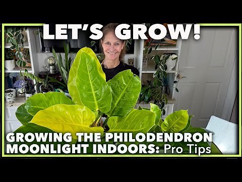 PHILODENDRON MOONLIGHT 101: Light, Water, and Soil Tips for a Healthy Houseplant