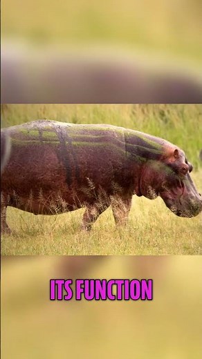 Hippo's Pink Sweat: The Amazing Truth!