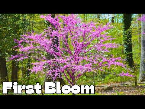 You’re Seeing This Tree Everywhere… Here’s Why - Growers Ep. 13