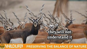 Empowering the next generation to be wildlife guardians because every creature deserves a chance to thrive! 🌿 #wildlife #childrenphotography #wildlifeonearth #wildanimals #wildlifeplanet #wildberries #fyp #fup #trendingreels #reels #kids #love #soecies #amimals #animalslovers #views #trend #viewsforviews #viewsproblem #cat #animalsofinstagram #animalsaddict #animalsmood #davidattenborough #davidattenborough | Punjab Wildlife and Parks Department