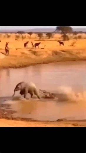 SCROLL.ADDICTTt | In this video, an elephant is shown defending its calf from a crocodile at a watering hole. The elephant successfully uses its trunk and... | Instagram