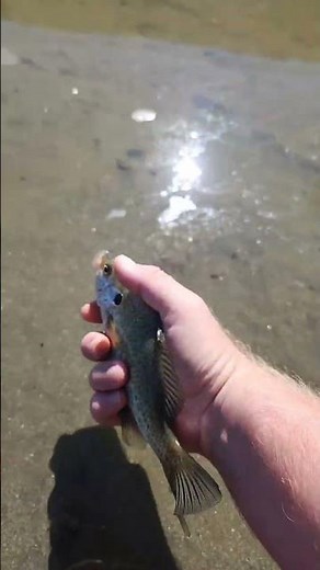 huge shell cracker #fishing #bluegill #fypシ