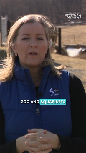 81K views · 638 reactions | Tonight on Pittsburgh's Action News 4, Shannon Perrine WTAE will take you on a trip to see the next chapter of the Pittsburgh Zoo and Aquarium's International Conservation Center in Somerset County. Spoiler alert: It's something you'll be able to visit and experience! | WTAE-TV Pittsburgh | Facebook