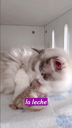 Stages of physical growth in cats.