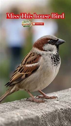 House Birds in Their Daily Life | Beautiful Pet Birds#shorts #birdspecies#natureza