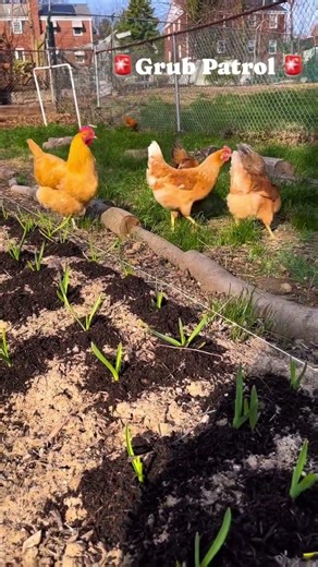 Winter Garlic Sprouting Before Spring!