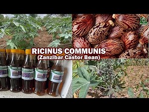 Zanzibar Castor Beans, Cultivation, Harvesting & Uses