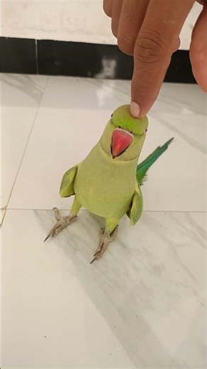 # parrot talking mitthu mitthu 🦜