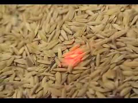 Postharvest: Rice grain drying using the sun