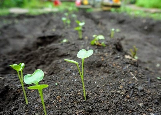 ダイコンの種まきの方法と時期｜初心者は9～10月がおすすめ！種をまく間隔や深さなど動画でチェック | AGRI PICK