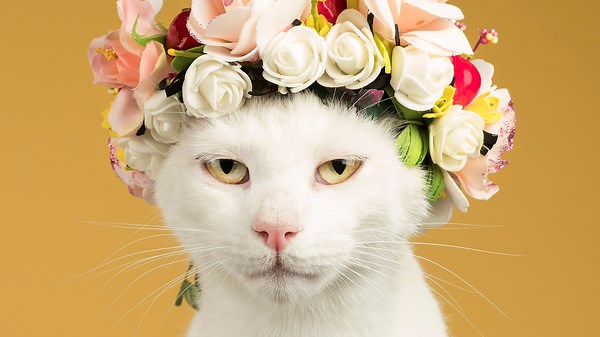 Cats Apparently Have 1 Of Just 5 Personality Types