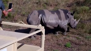 After 40 years of extinction, rhinos return to Mozambique
