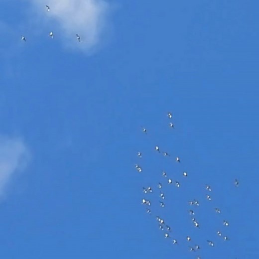Sound up! 🔊🔊🔊 Sandhill cranes on migration! #notaswan #cranes #sandhillcranes #birds #migratorybirds #migration #birdlovers #birdwatching #birdwatchers | Mute Swan Society