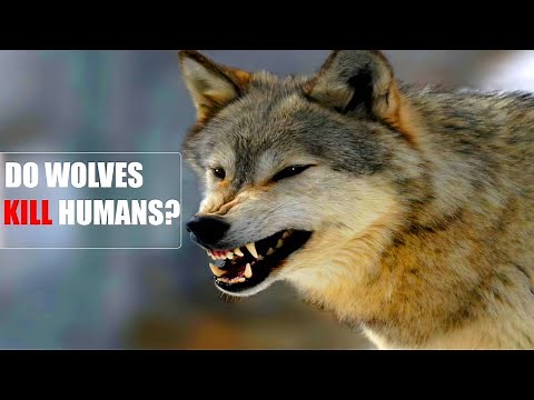 Do wolves attack humans?
