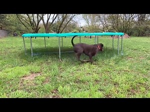 Dog Runs In Circles Chasing Ball